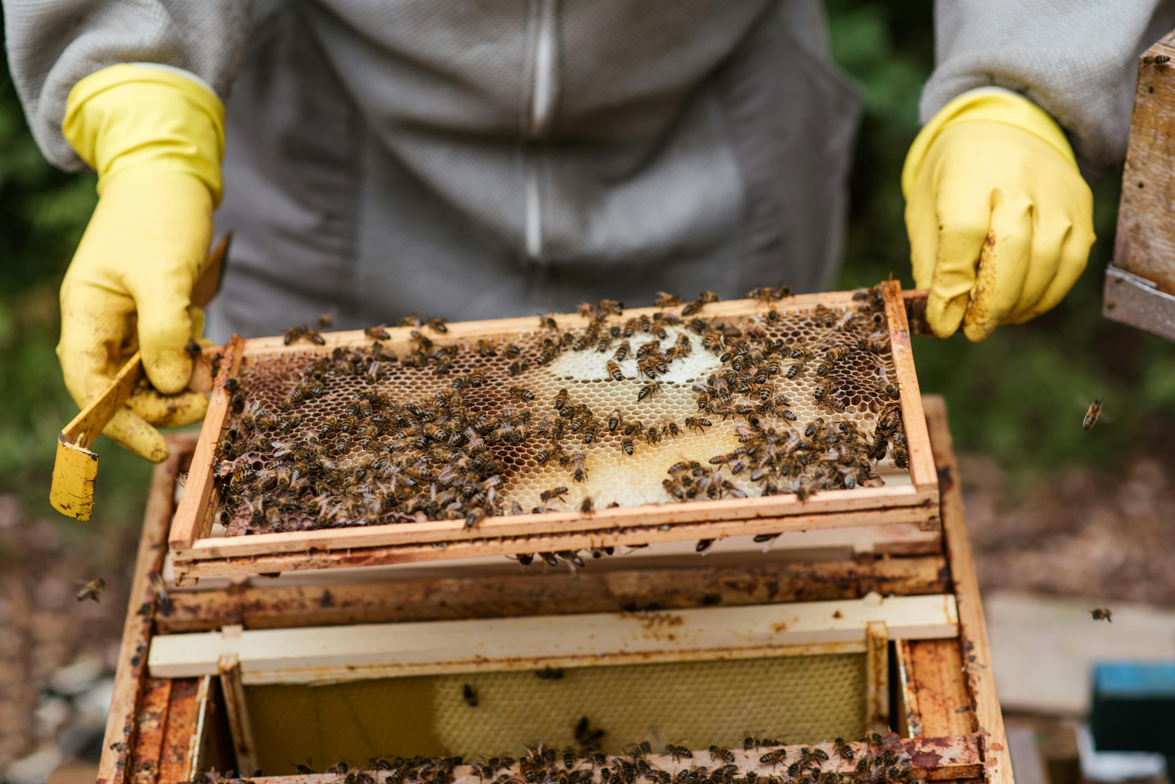 AI Receptionist for Apiary