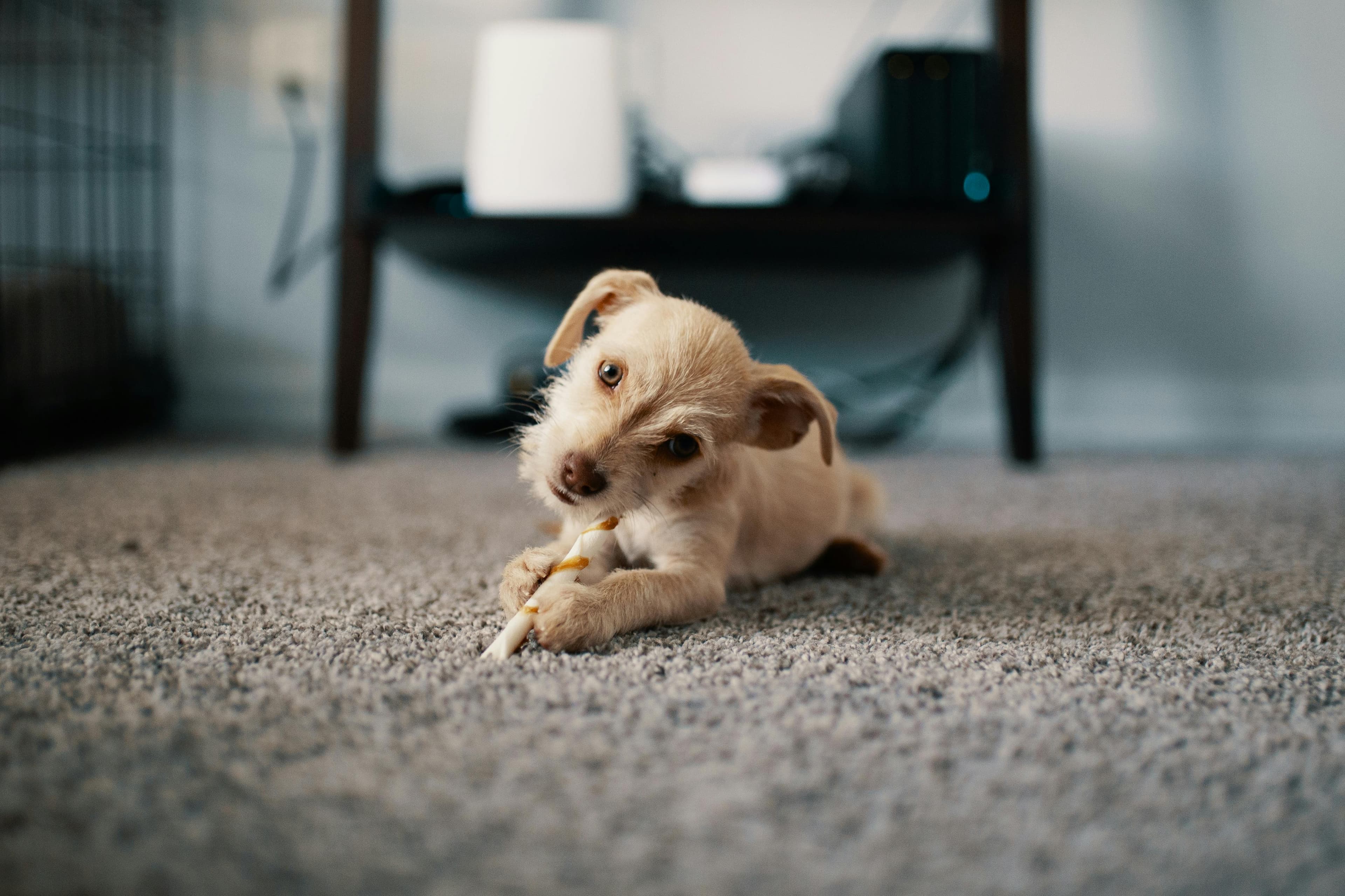 AI Receptionist for Carpet Cleaning