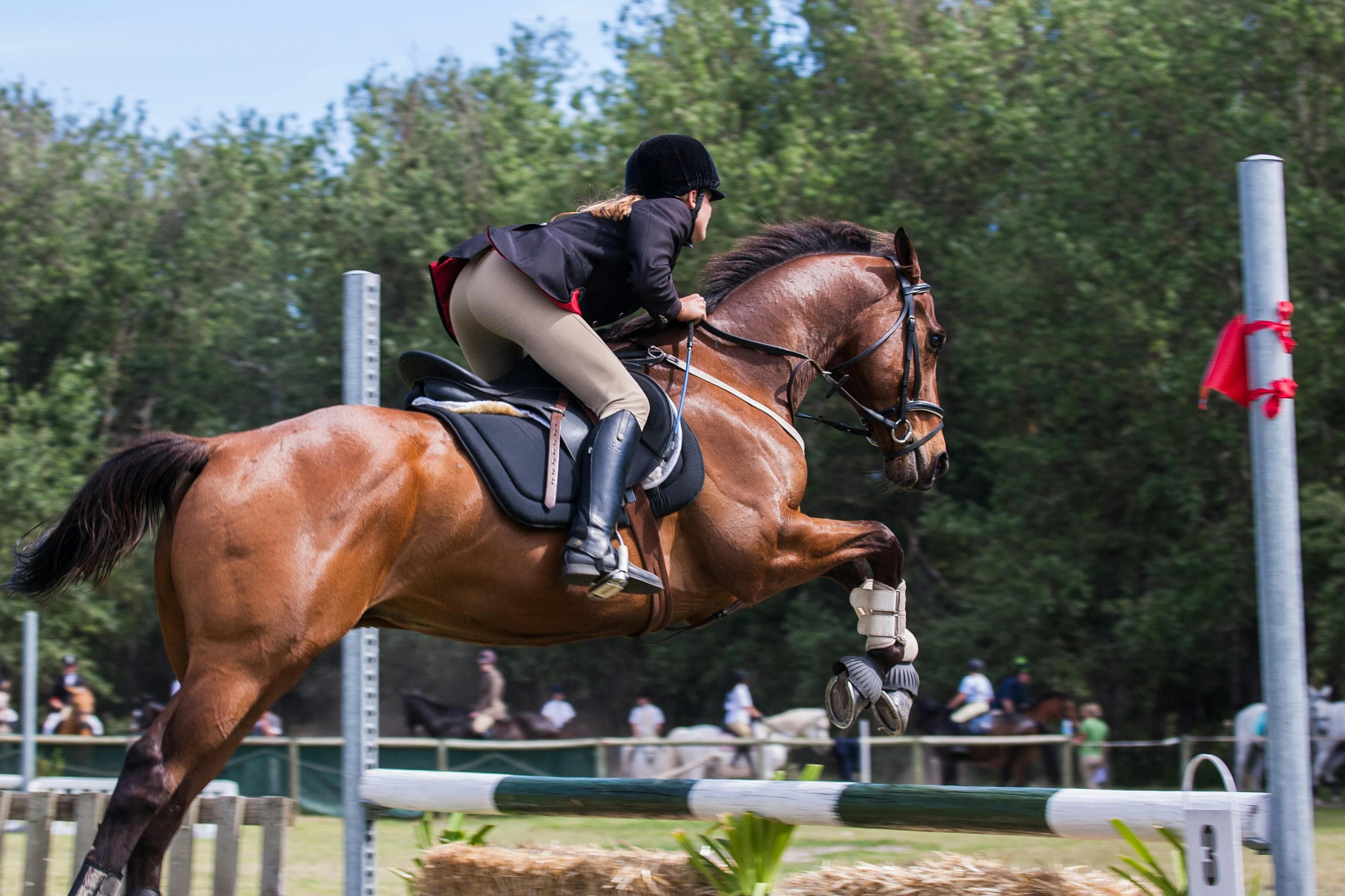 AI Receptionist for Horse Riding