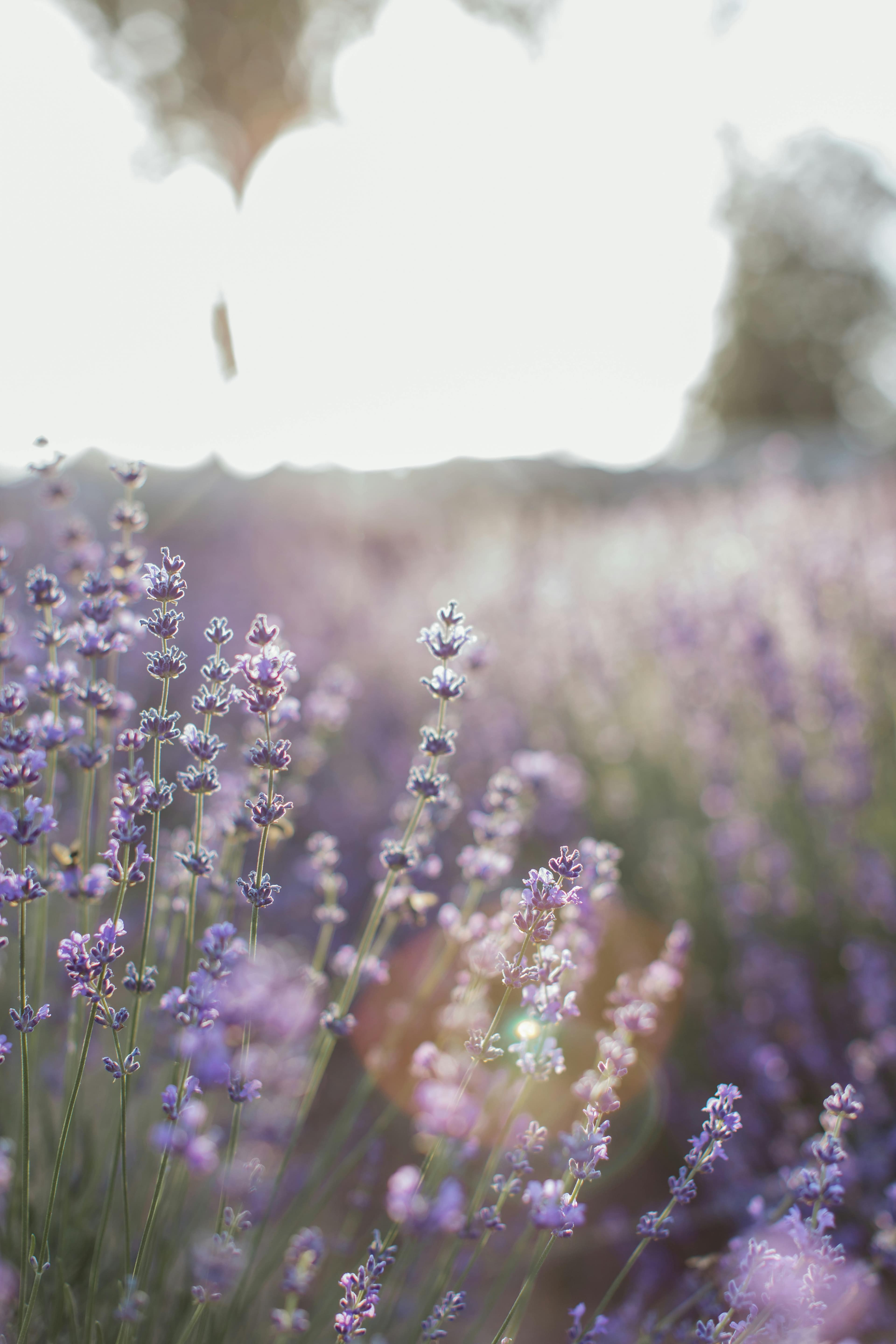 AI Receptionist for Lavender Farm