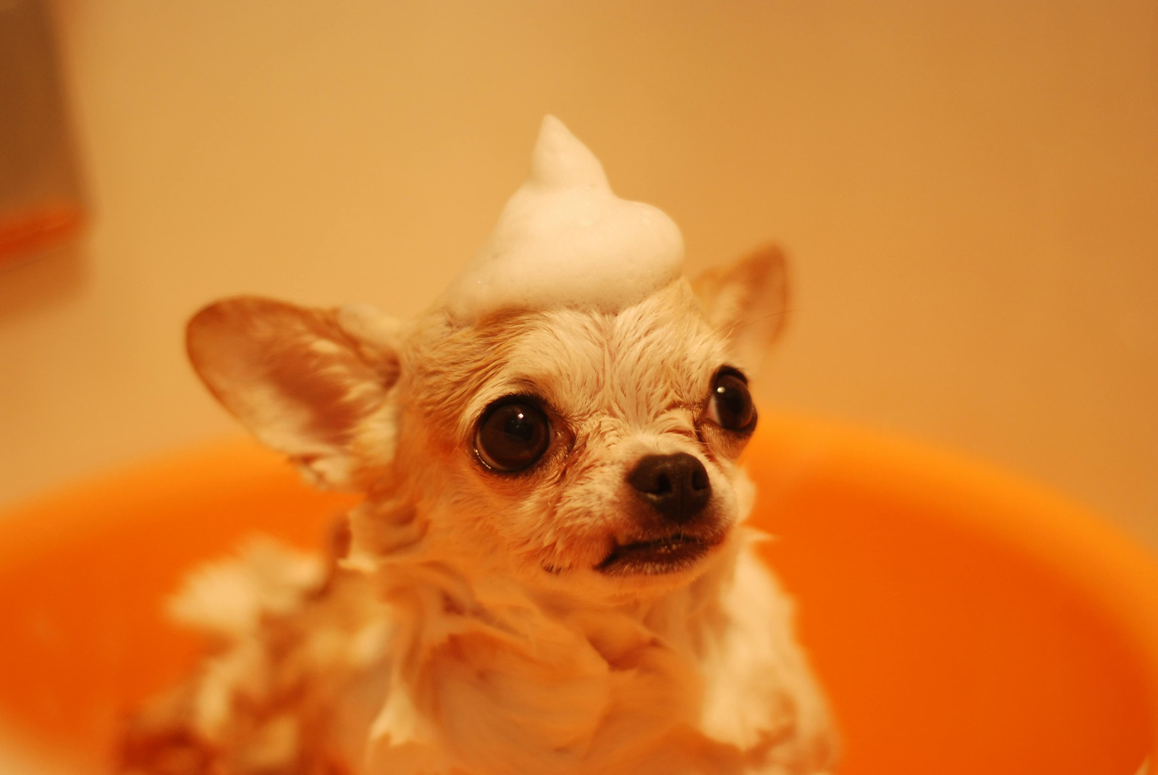 AI Receptionist for Pet Grooming