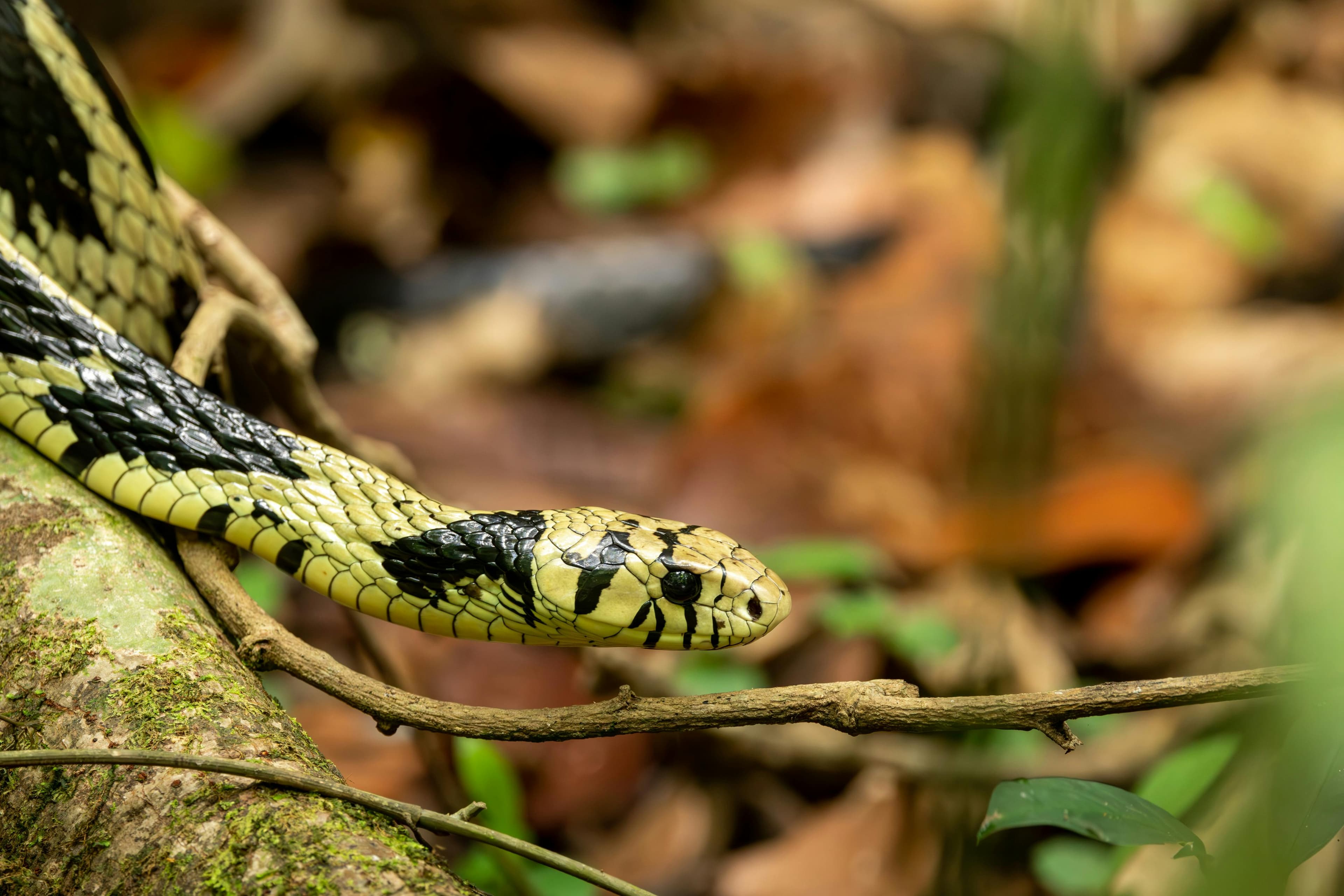 AI Receptionist for Reptile Breeding