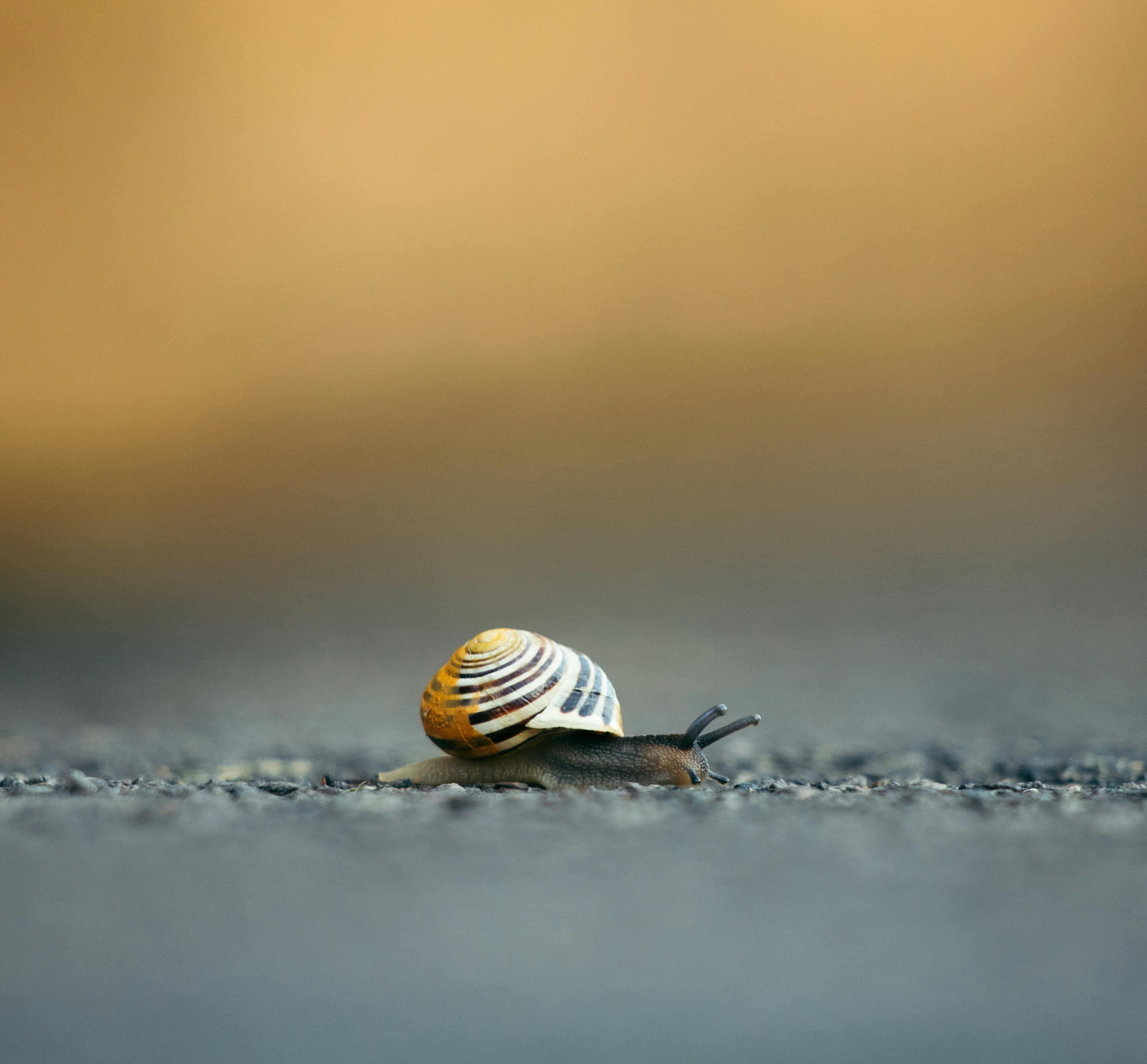 AI Receptionist for Snail Farm